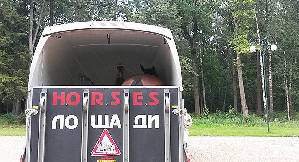 Спортивных лошадей из Латвии не пропустили в Россию