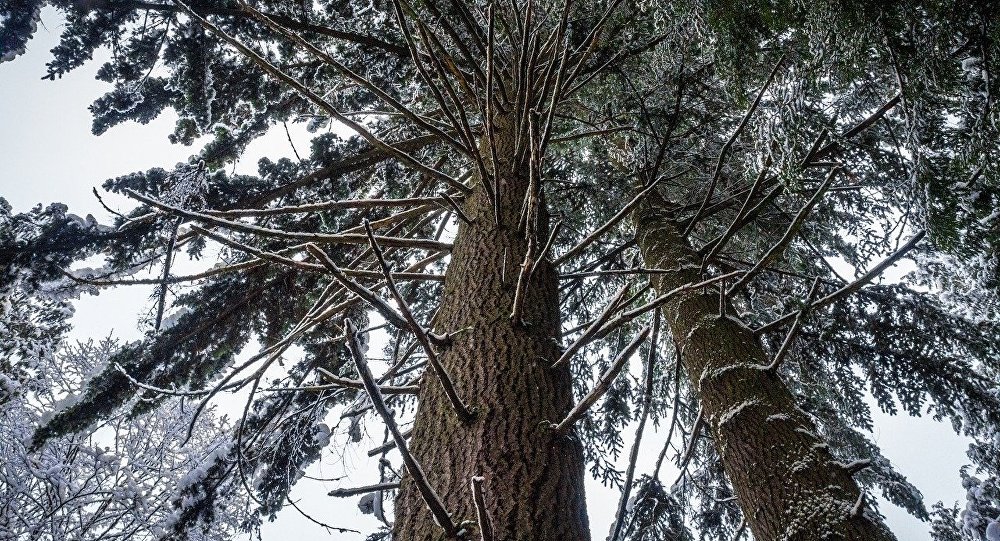 Latvijas mežu pārdos par simtiem miljoniem eiro