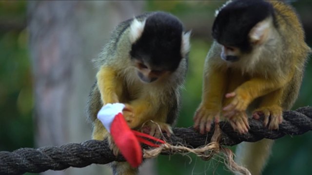 Подарки для всех: обитателей лондонского зоопарка поздравили с Рождеством