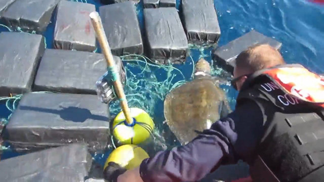 Bruņurupucis okeānā iestrēdzis starp 800 kilogramiem kokaīna