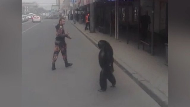 Шимпанзе гулял по улице и пытался сесть в автобус на Кубани
